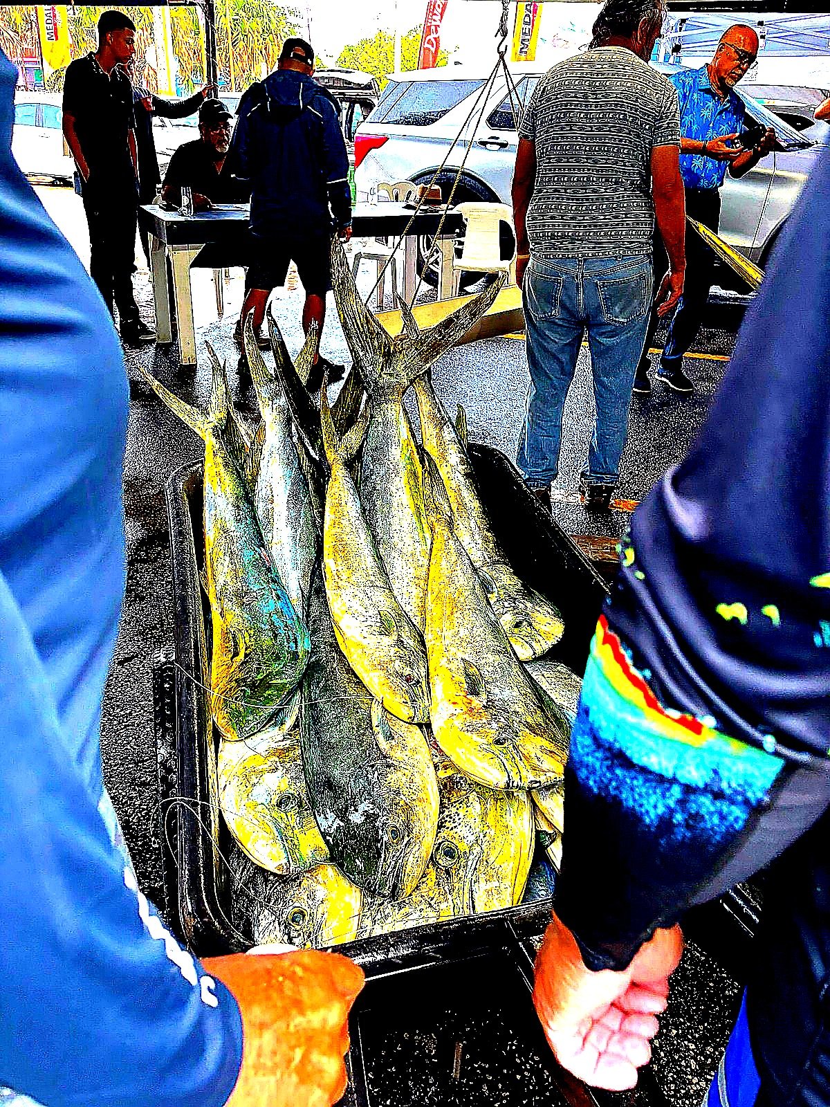 Fresh mahi-mahi catch at the dock