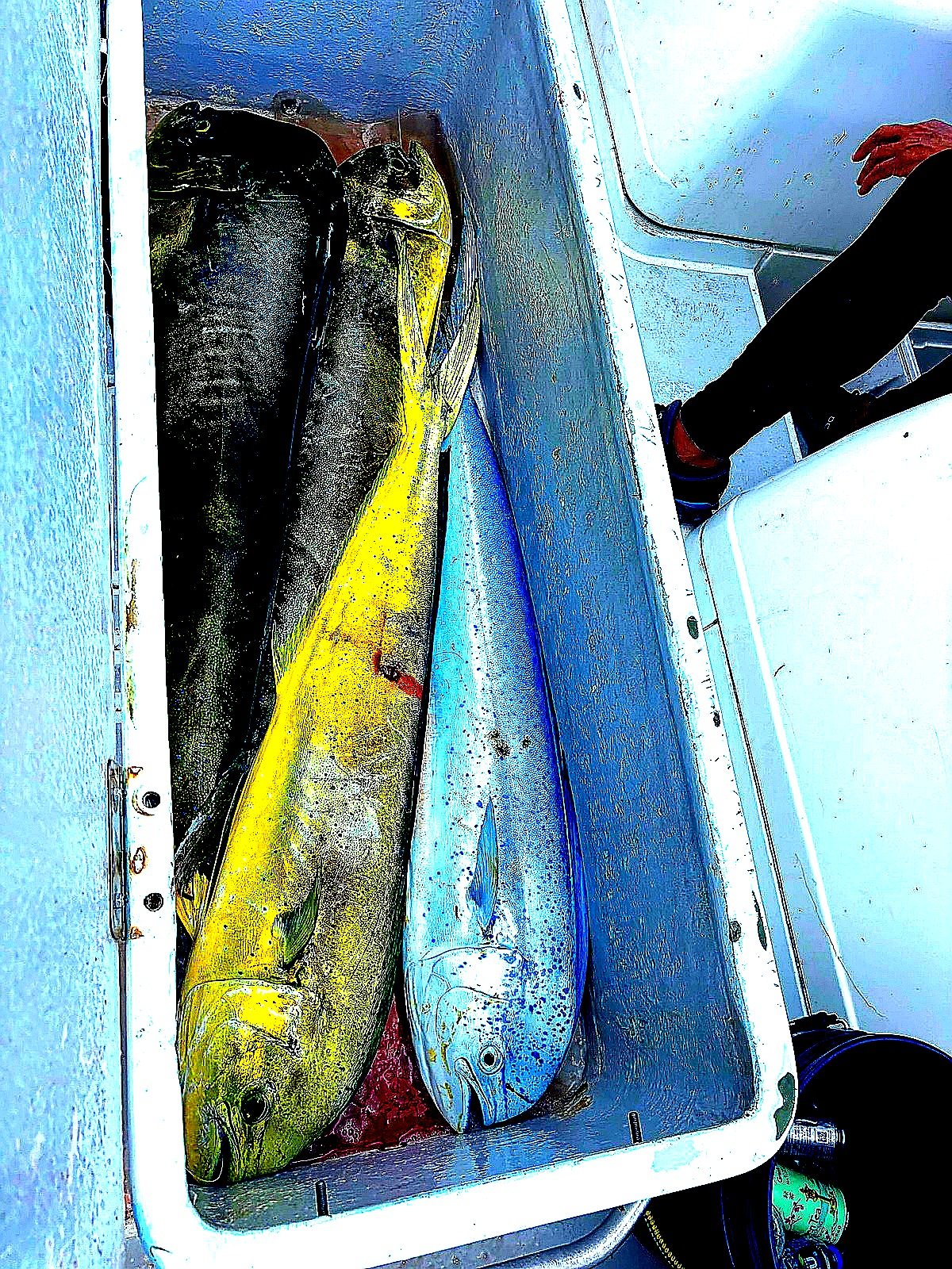 Cooler full of mahi-mahi and wahoo from Puerto Rico fishing charter