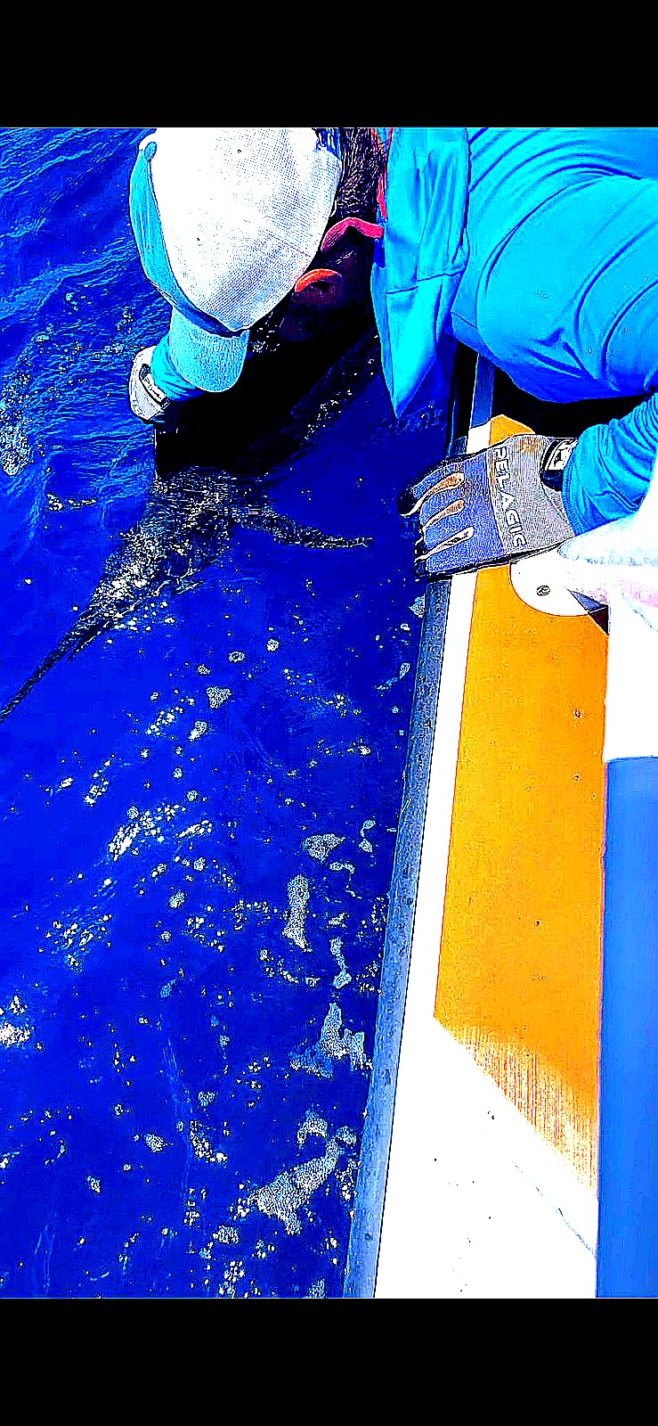 Captain releasing a sailfish at the side of the boat