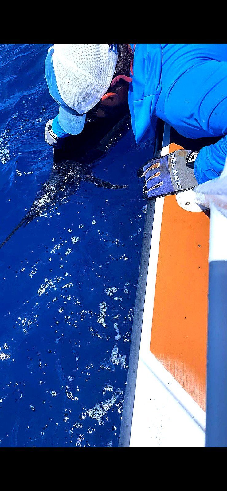 Blue marlin release from an offshore sportfishing charter in Puerto Rico