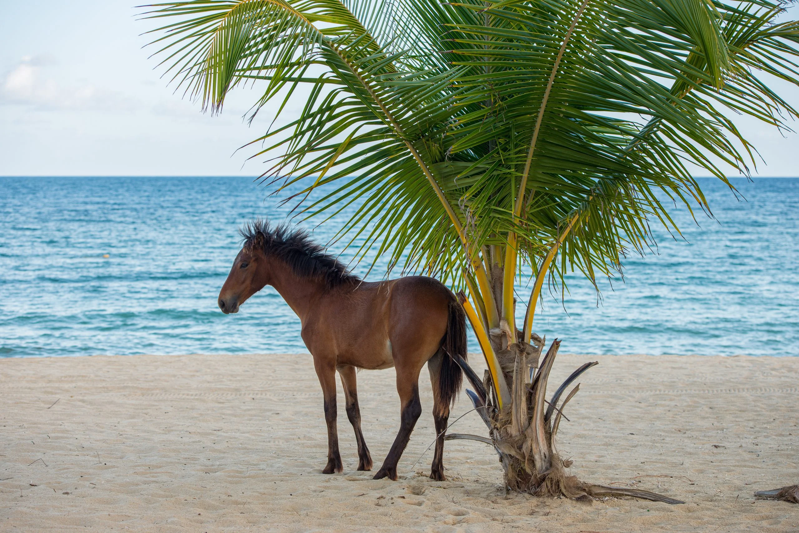 Wild horse on a Vieques beach — reachable by charter from Fajardo
